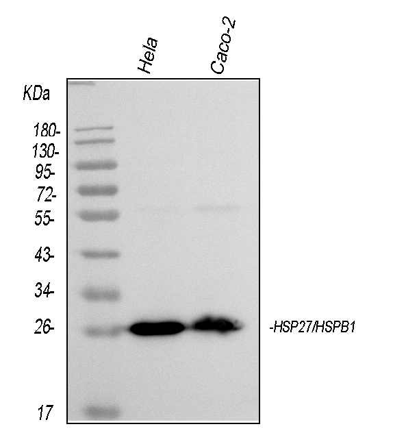 1 - Anti-Hsp27/HSPB1 Antibody Picoband™ (monoclonal, 3H3) ABO14869