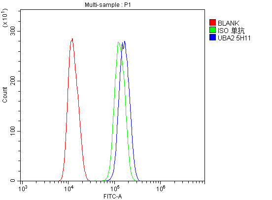1 - Anti-SAE2/UBA2 Antibody Picoband™ (monoclonal, 5H11) ABO14870