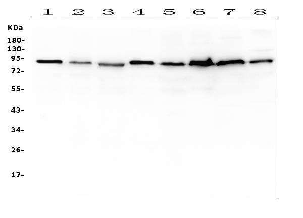 1 - Anti-SAE2/UBA2 Antibody Picoband™ (monoclonal, 5H11) ABO14870
