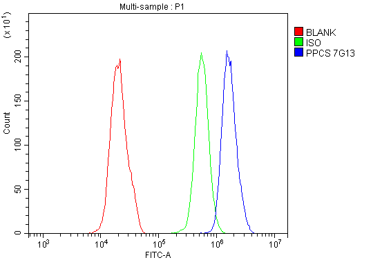 1 - Anti-PPCS Antibody Picoband™ (monoclonal, 7G13) ABO14871