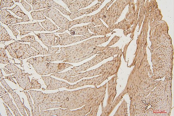2 - Anti-PPCS Antibody Picoband™ (monoclonal, 7G13) ABO14871