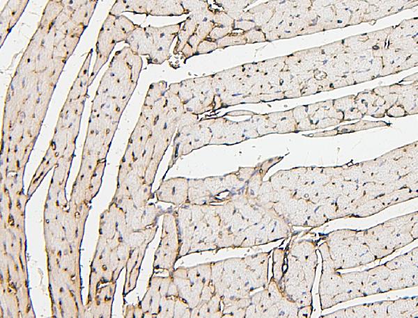 2 - Anti-PPCS Antibody Picoband™ (monoclonal, 7G13) ABO14871