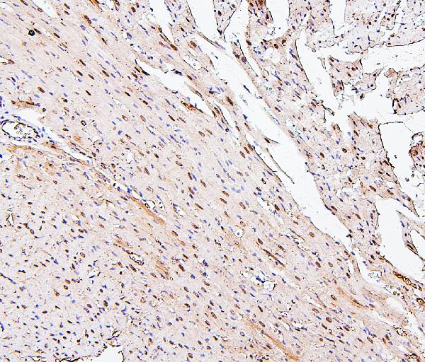 2 - Anti-PPCS Antibody Picoband™ (monoclonal, 7G13) ABO14871