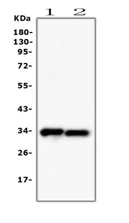 1 - Anti-PPCS Antibody Picoband™ (monoclonal, 7G13) ABO14871