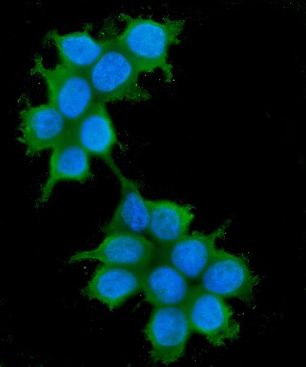 3 - Anti-IRS1 Antibody Picoband™ (monoclonal, 10I3) ABO14872