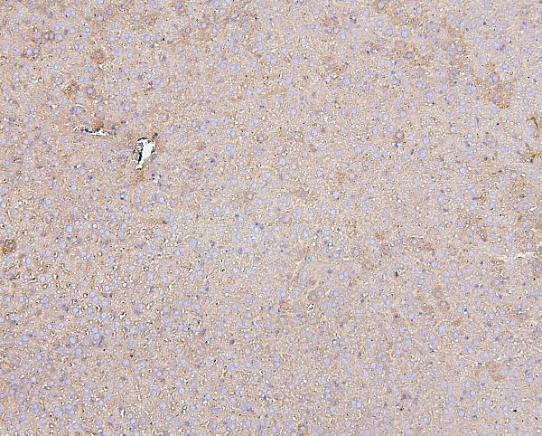 2 - Anti-Hsp60/HSPD1 Antibody Picoband™ (monoclonal, 6G2) ABO14873