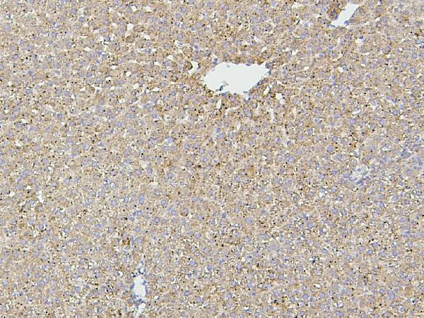 2 - Anti-Hsp60/HSPD1 Antibody Picoband™ (monoclonal, 6G2) ABO14873