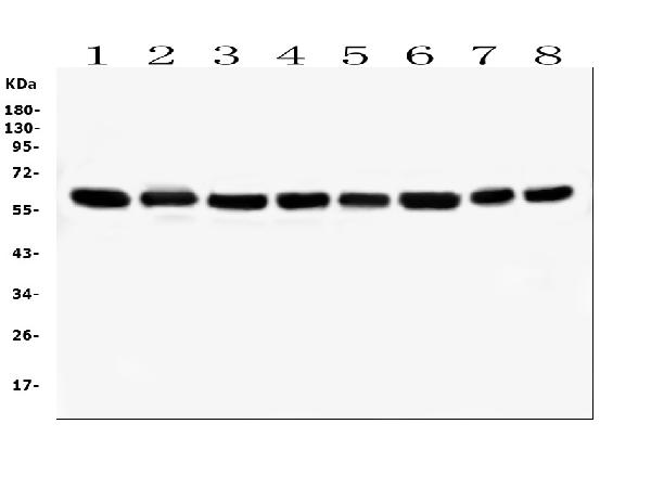 1 - Anti-Hsp60/HSPD1 Antibody Picoband™ (monoclonal, 6G2) ABO14873