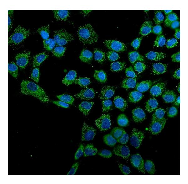 3 - Anti-Hsp60/HSPD1 Antibody Picoband™ (monoclonal, 6G2) ABO14873