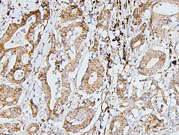 2 - Anti-SDHB Antibody Picoband™ (monoclonal, 2I3) ABO14874