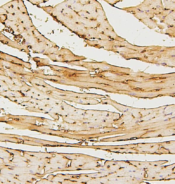 2 - Anti-SDHB Antibody Picoband™ (monoclonal, 2I3) ABO14874