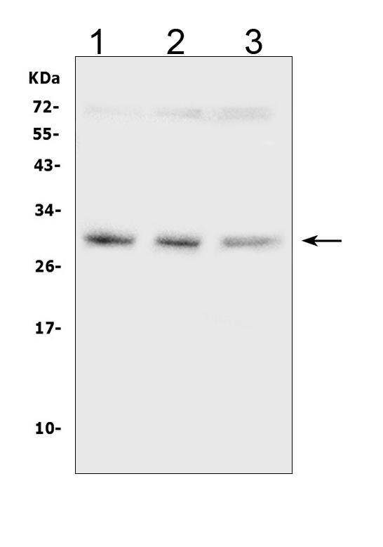 1 - Anti-SDHB Antibody Picoband™ (monoclonal, 2I3) ABO14874