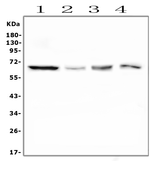 1 - Anti-PLK1 Antibody Picoband™ (monoclonal, 6D11) ABO14875