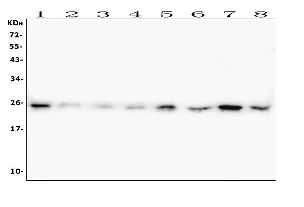 1 - Anti-HMGB1 Antibody Picoband™ (monoclonal, 5H3) ABO14876