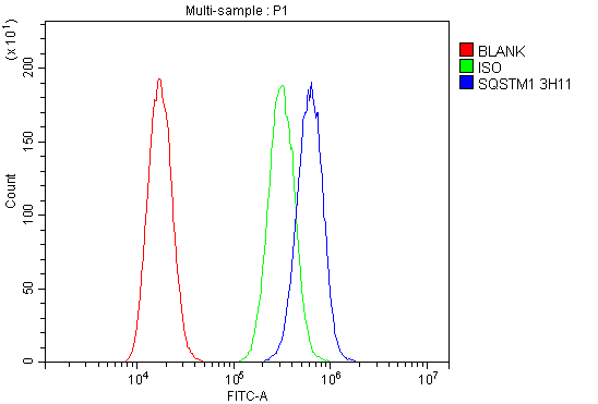 1 - Anti-SQSTM1/p62 Antibody Picoband™ (monoclonal, 3H11) ABO14877