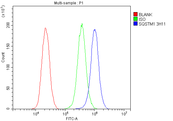 1 - Anti-SQSTM1/p62 Antibody Picoband™ (monoclonal, 3H11) ABO14877