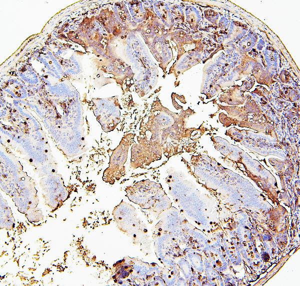 2 - Anti-RAB27A Antibody Picoband™ (monoclonal, 2F5) ABO14878
