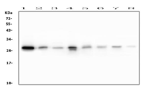 1 - Anti-RAB27A Antibody Picoband™ (monoclonal, 2F5) ABO14878