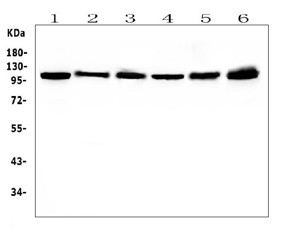 1 - Anti-Hsp105/HSPH1 Antibody Picoband™ (monoclonal, 3D10) ABO14879