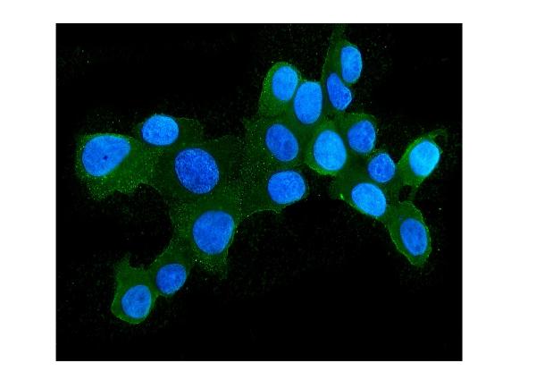 3 - Anti-Hsp105/HSPH1 Antibody Picoband™ (monoclonal, 3D10) ABO14879
