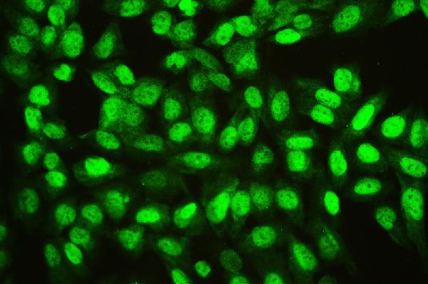 3 - Anti-Ran Antibody Picoband™ (monoclonal, 5D5) ABO14880