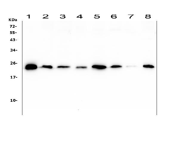 1 - Anti-Ran Antibody Picoband™ (monoclonal, 5D5) ABO14880
