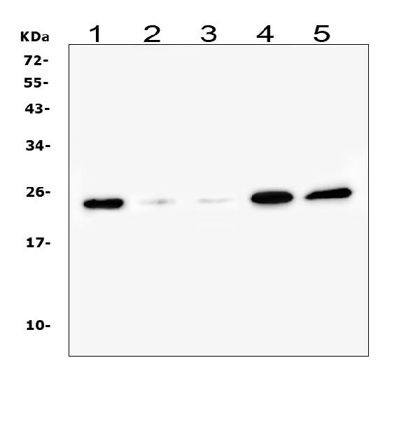 1 - Anti-Ran Antibody Picoband™ (monoclonal, 5D5) ABO14880