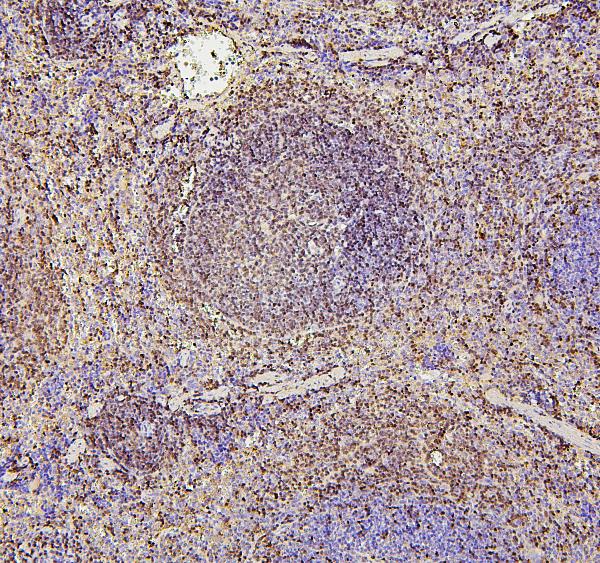 2 - Anti-PAX5 Antibody Picoband™ (monoclonal, 6I4) ABO14881