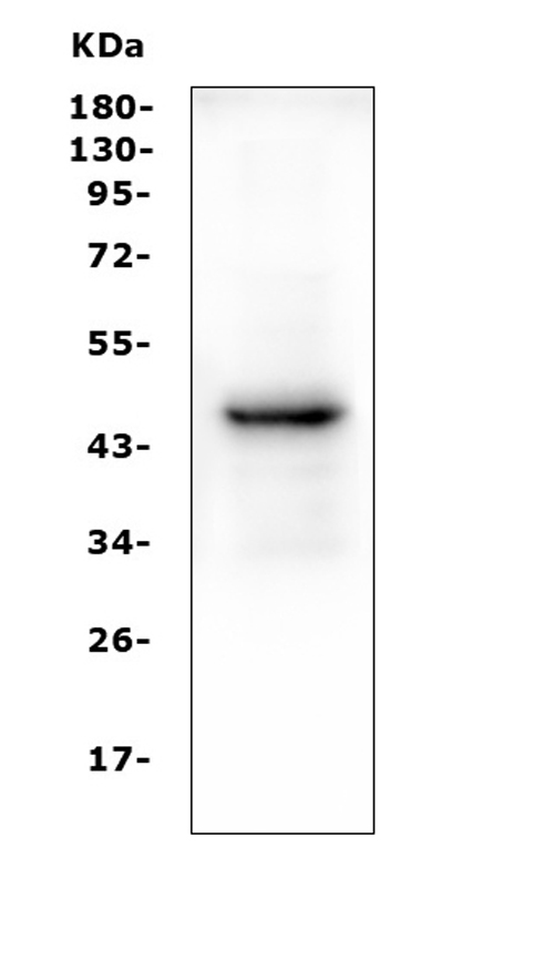 1 - Anti-PAX5 Antibody Picoband™ (monoclonal, 6I4) ABO14881