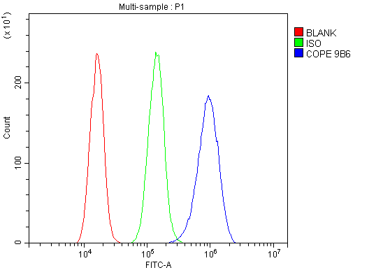 1 - Anti-COPE Antibody Picoband™ (monoclonal, 9B6) ABO14882