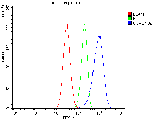 1 - Anti-COPE Antibody Picoband™ (monoclonal, 9B6) ABO14882