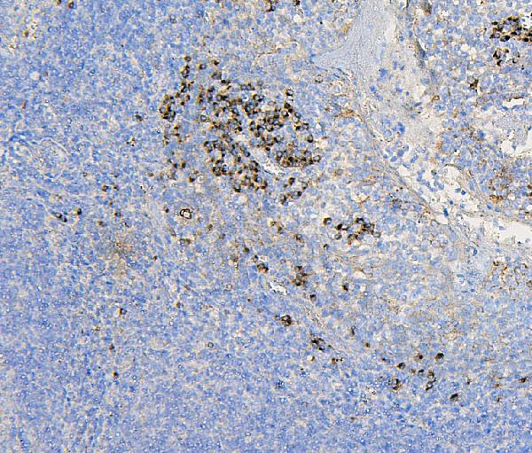 2 - Anti-COPE Antibody Picoband™ (monoclonal, 9B6) ABO14882