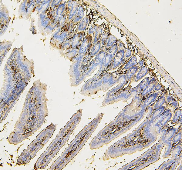 2 - Anti-COPE Antibody Picoband™ (monoclonal, 9B6) ABO14882