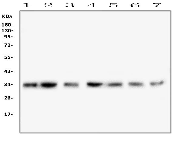 1 - Anti-COPE Antibody Picoband™ (monoclonal, 9B6) ABO14882