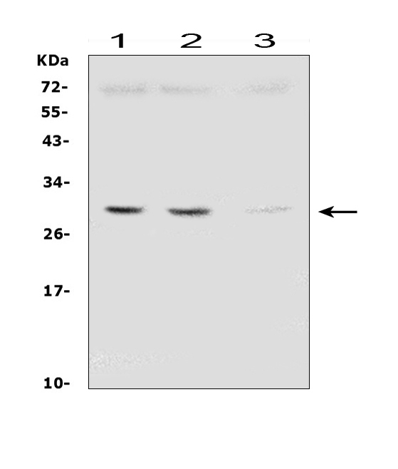 1 - Anti-SDHB Antibody Picoband™ (monoclonal, 11I3) ABO14883