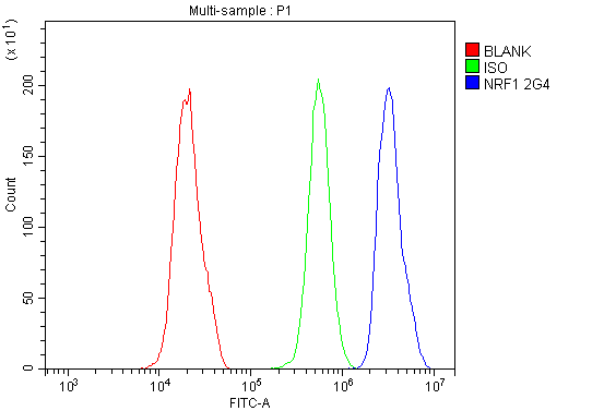 1 - Anti-NRF1 Antibody Picoband™ (monoclonal, 2G4) ABO14884