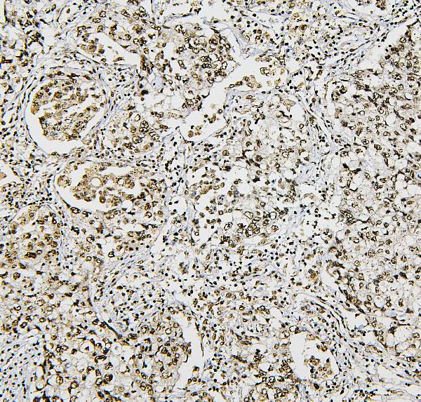 2 - Anti-NRF1 Antibody Picoband™ (monoclonal, 2G4) ABO14884