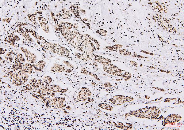 2 - Anti-NRF1 Antibody Picoband™ (monoclonal, 2G4) ABO14884