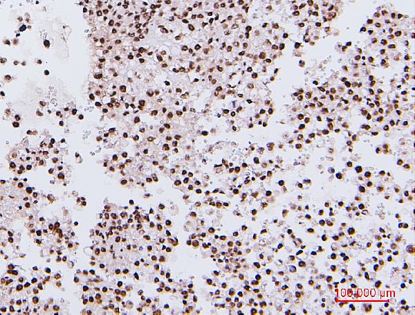 2 - Anti-NRF1 Antibody Picoband™ (monoclonal, 2G4) ABO14884