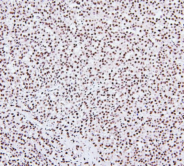 2 - Anti-NRF1 Antibody Picoband™ (monoclonal, 2G4) ABO14884