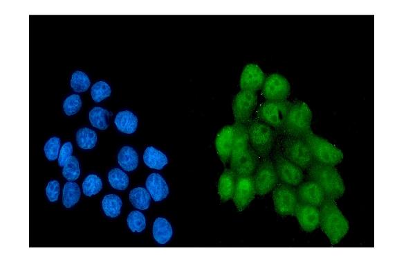 3 - Anti-NRF1 Antibody Picoband™ (monoclonal, 2G4) ABO14884