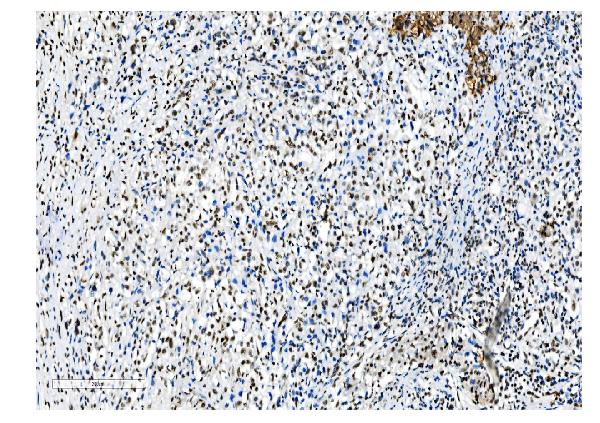 2 - Anti-NRF1 Antibody Picoband™ (monoclonal, 2G4) ABO14884