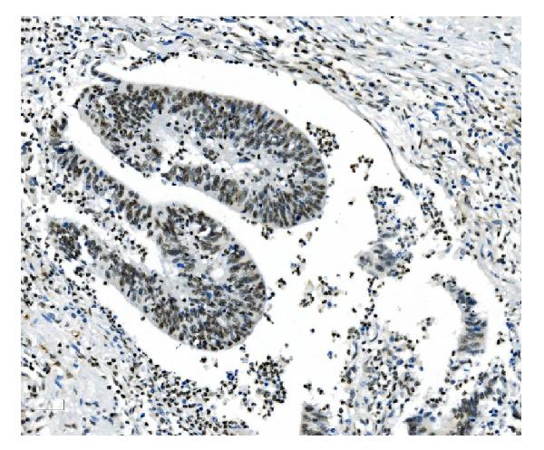2 - Anti-NRF1 Antibody Picoband™ (monoclonal, 2G4) ABO14884