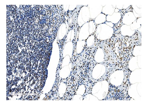 2 - Anti-NRF1 Antibody Picoband™ (monoclonal, 2G4) ABO14884