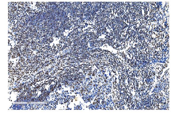 2 - Anti-NRF1 Antibody Picoband™ (monoclonal, 2G4) ABO14884