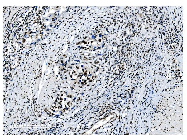 2 - Anti-NRF1 Antibody Picoband™ (monoclonal, 2G4) ABO14884