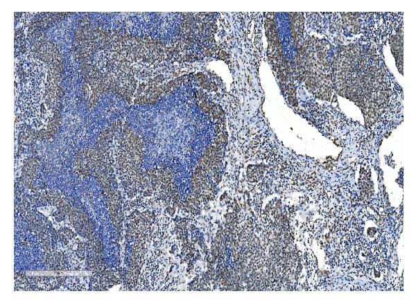2 - Anti-NRF1 Antibody Picoband™ (monoclonal, 2G4) ABO14884