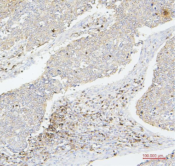 2 - Anti-CD43/SPN Antibody Picoband™ (monoclonal, 4I3) ABO14886