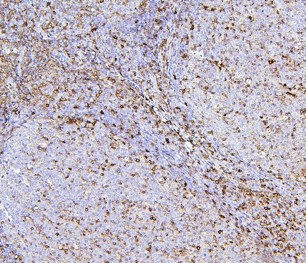 2 - Anti-CD43/SPN Antibody Picoband™ (monoclonal, 4I3) ABO14886