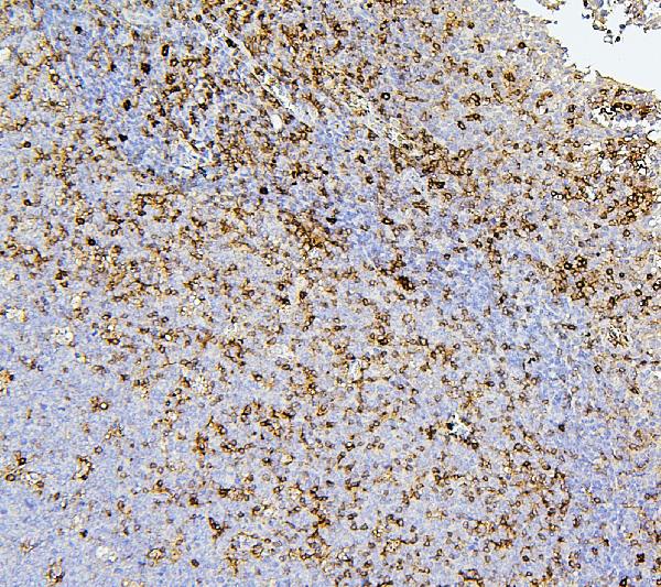2 - Anti-CD43/SPN Antibody Picoband™ (monoclonal, 4I3) ABO14886